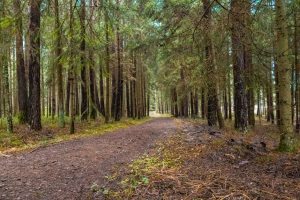 Tišina prirode i šum lišća za potpunu detoksikaciju uma