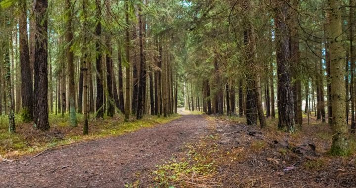 Tišina prirode i šum lišća za potpunu detoksikaciju uma