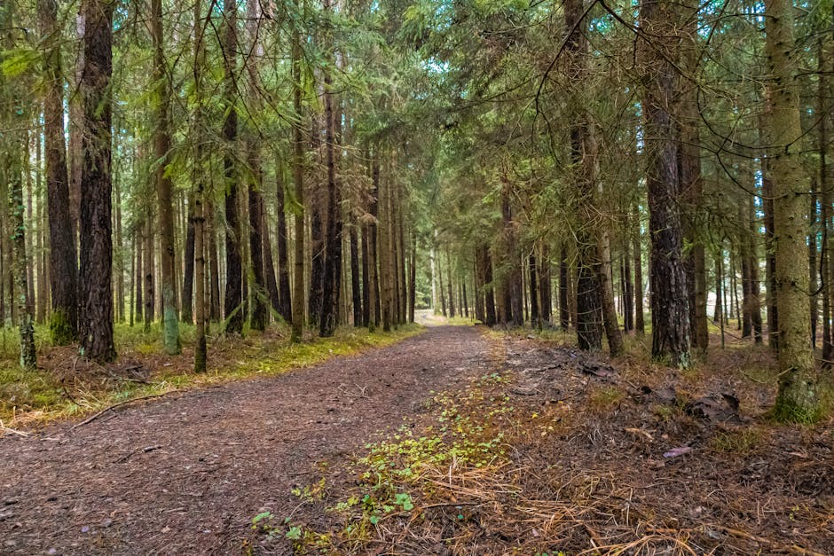 Tišina prirode i šum lišća za potpunu detoksikaciju uma